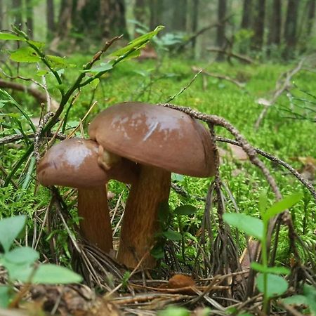 Przystanek Topilo Lozice Kültér fotó